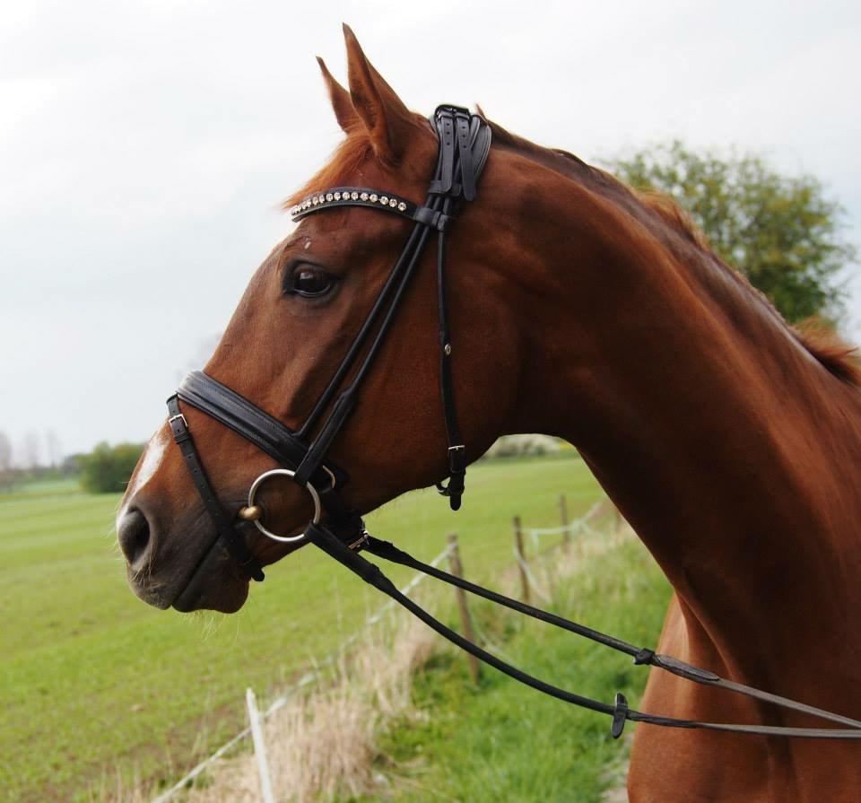 Dansk Varmblod Ejerbækgårds Zackary*Røde* billede 14