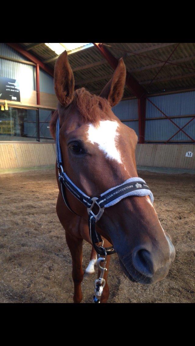 Dansk Varmblod Ejerbækgårds Zackary*Røde* billede 15