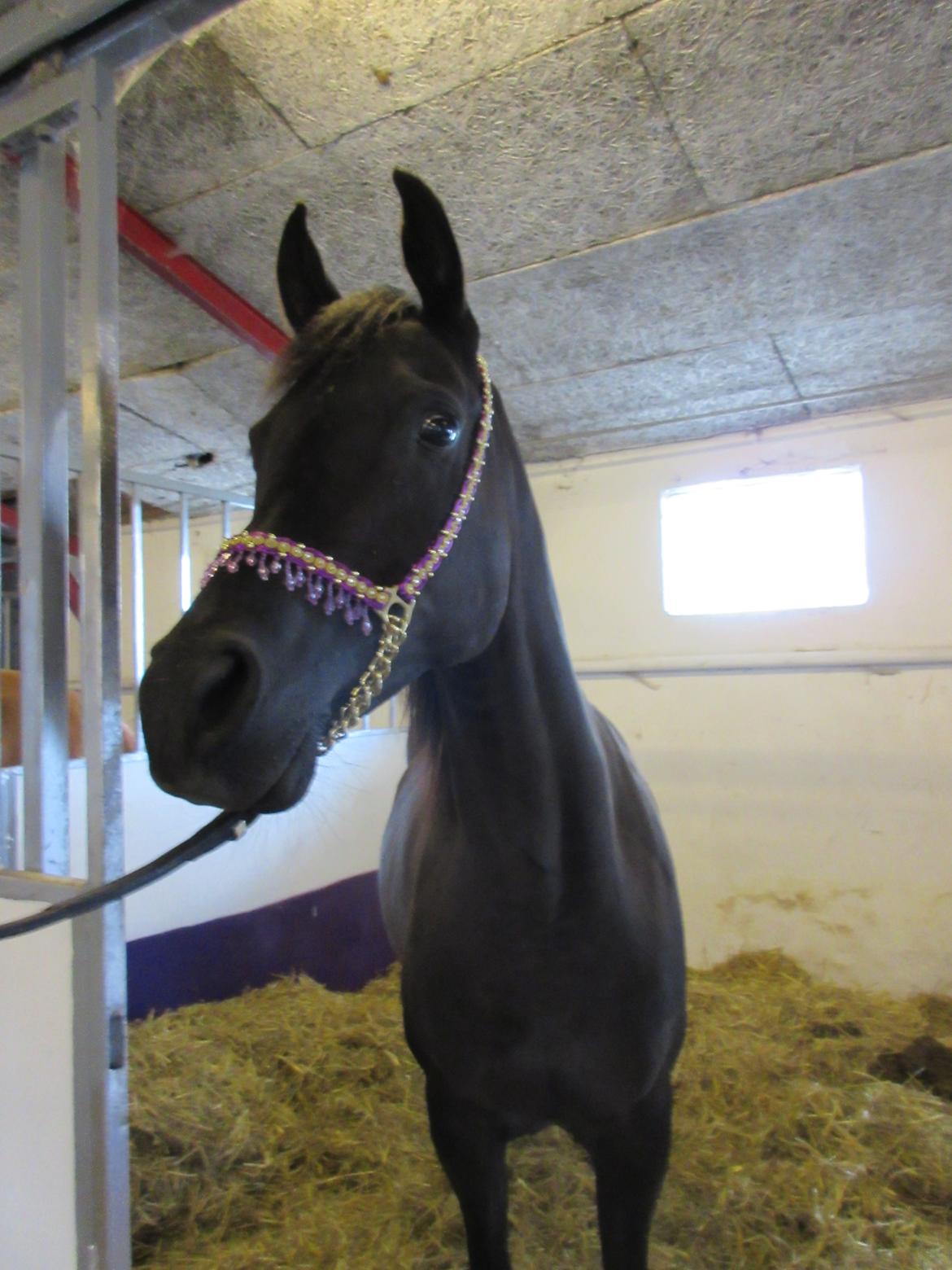 Arabisk fuldblod (OX) Fahling Starr *Gl. Part* billede 10