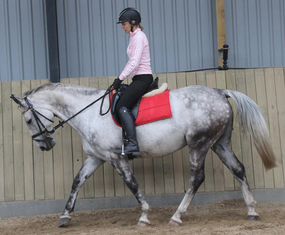 Anden særlig race Cara - SOLGT billede 45