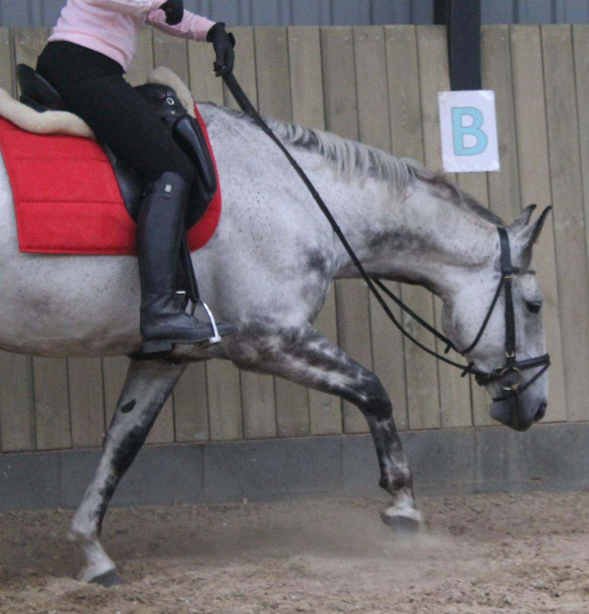 Anden særlig race Cara - SOLGT billede 46