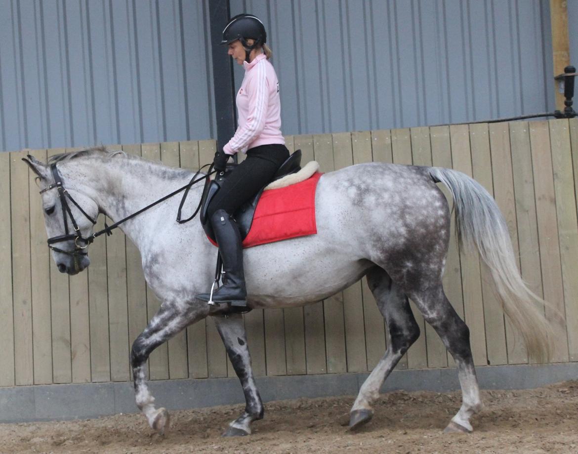 Anden særlig race Cara - SOLGT billede 47