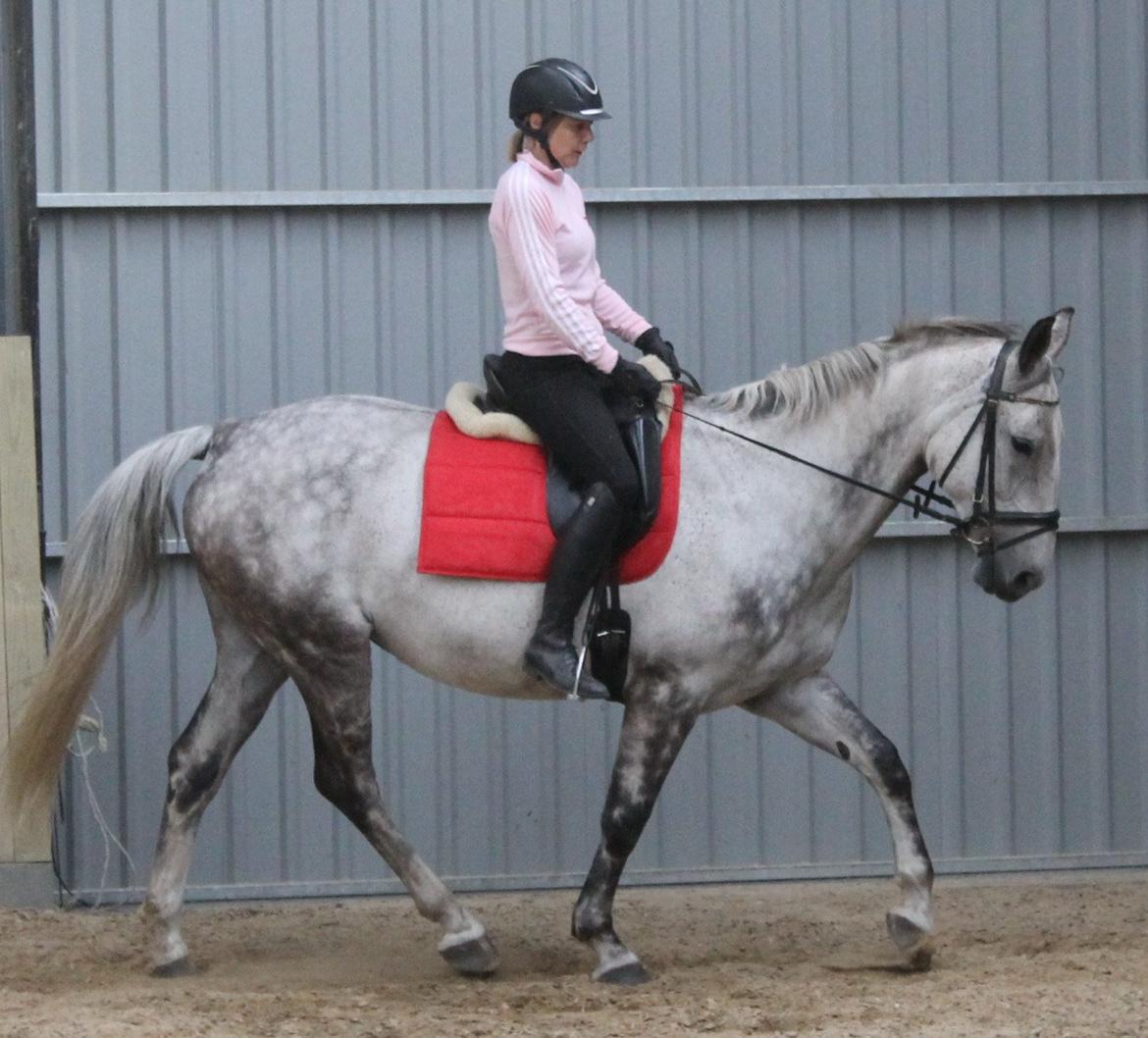 Anden særlig race Cara - SOLGT billede 48