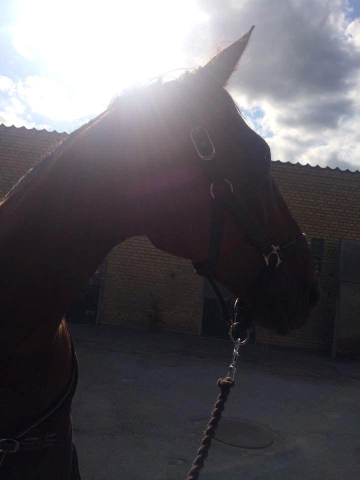 Traver Marster Park billede 5