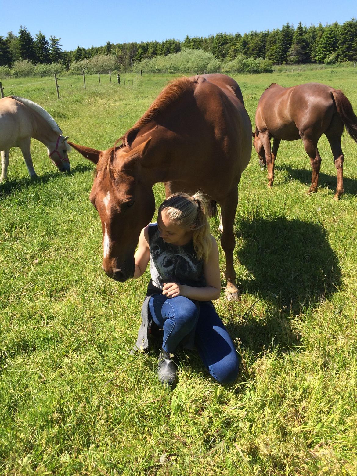 Anden særlig race Misty (Mira) (tidl part) billede 10