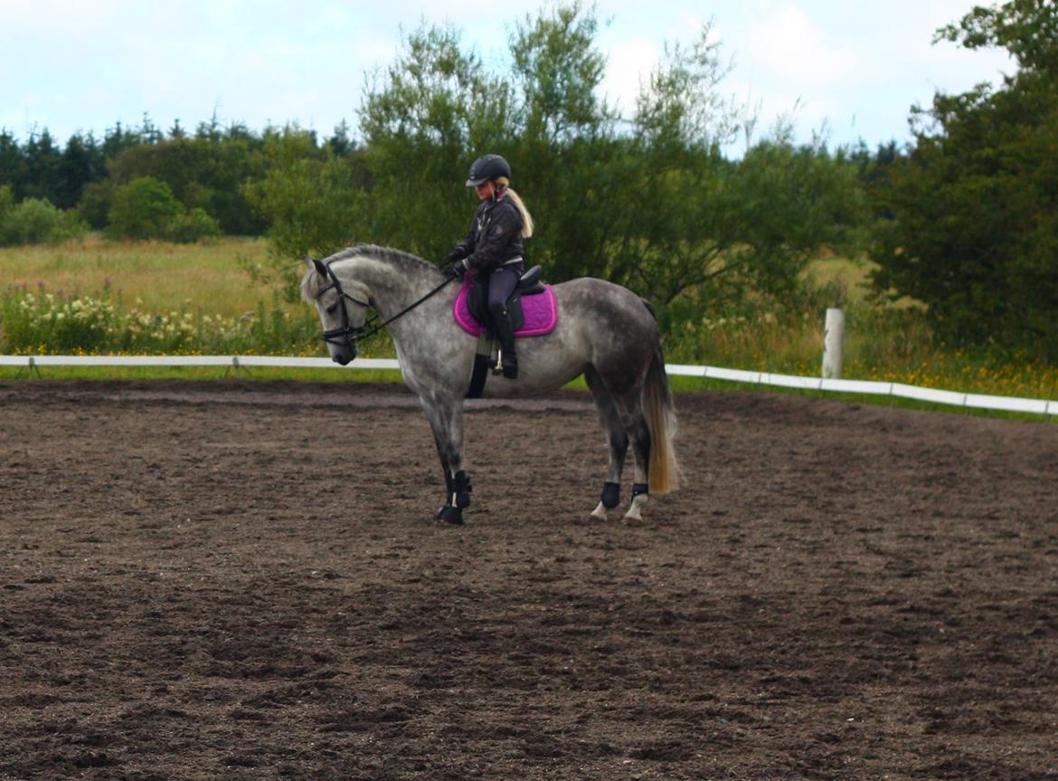 New Forest Egeballes Suzuki. billede 6