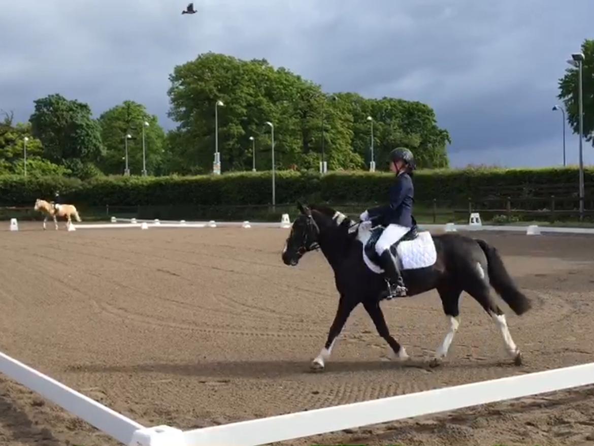 Anden særlig race Bounty - Charmetrold  - dressur stævne og vi fik en 2.plads billede 5