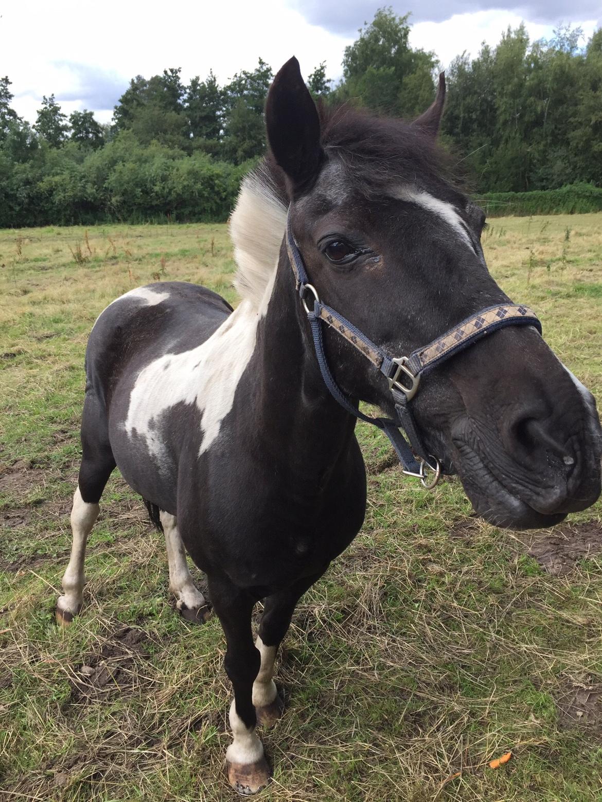 Anden særlig race Bounty - Charmetrold  - he is always so happy billede 12