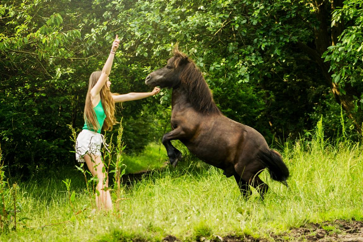 Shetlænder Frisko - Sommer 2015 - Foto: FHDK billede 4