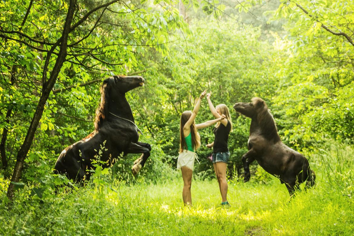 Shetlænder Frisko - Sommer 2015 sammen med Rebecca og Rebel - Foto: FHDK billede 1