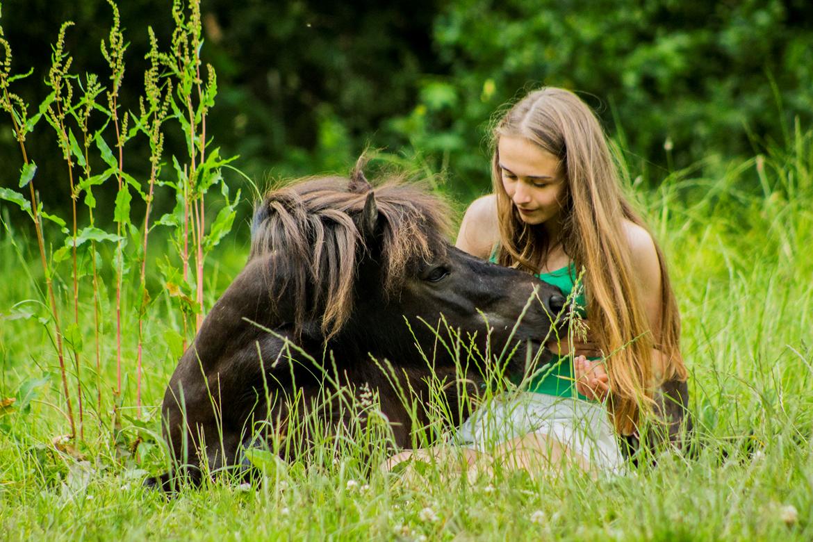 Shetlænder Frisko - Sommer 2015 - Foto: FHDK billede 11