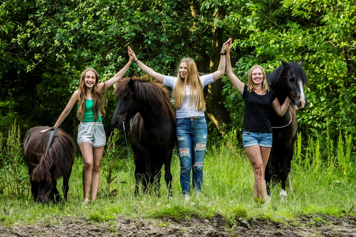 Shetlænder Frisko - Sommer 2015 sammen med Recca & rebel og Rikke & Barki - Foto: FHDK billede 6