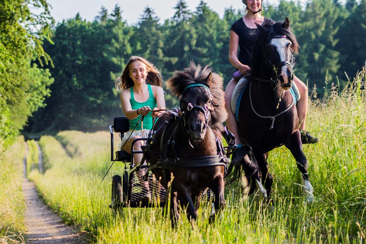 Shetlænder Frisko - Sommer 2015 sammen med Rebecca & Rebel- Foto FHDK billede 14