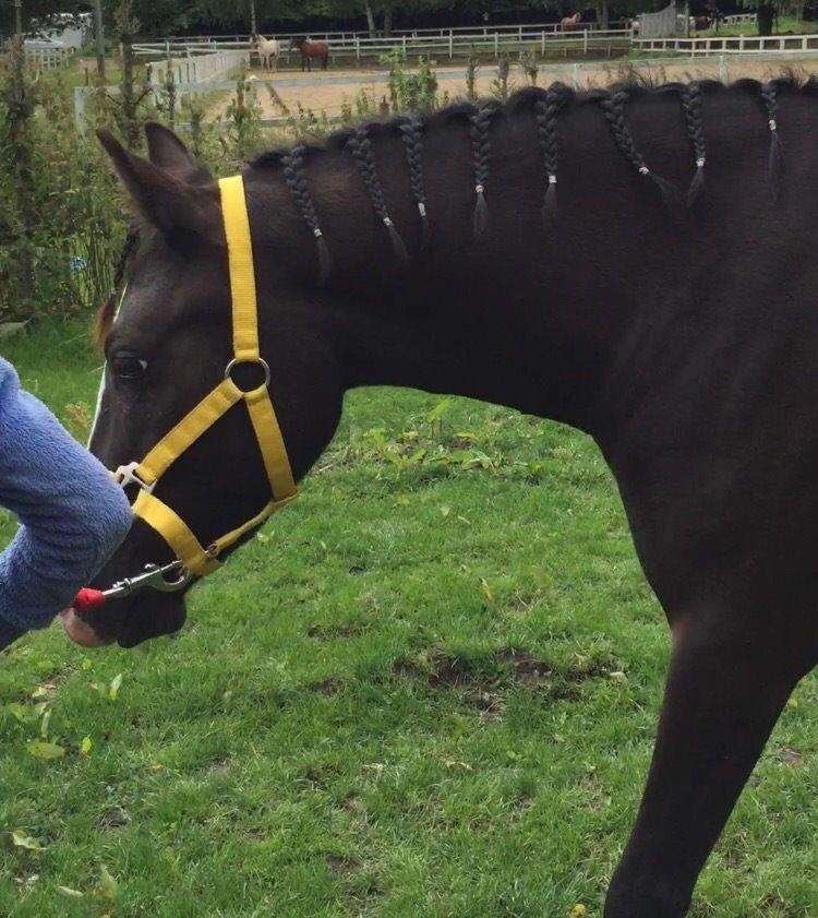 Welsh Pony (sec B) elmegaardens alvin. Også kaldt for amazing. billede 3