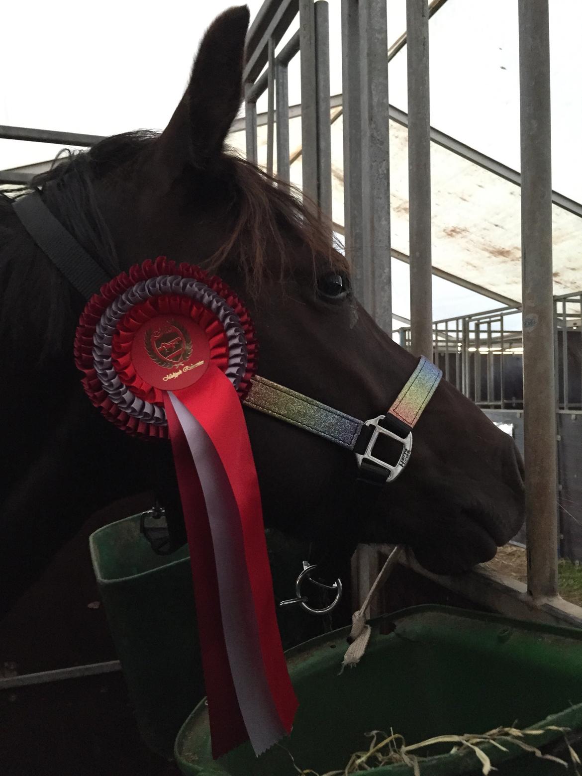 Welsh Pony (sec B) elmegaardens alvin. Også kaldt for amazing. billede 5