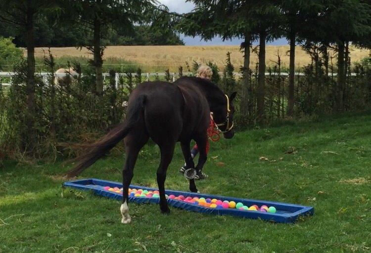 Welsh Pony (sec B) elmegaardens alvin. Også kaldt for amazing. billede 2