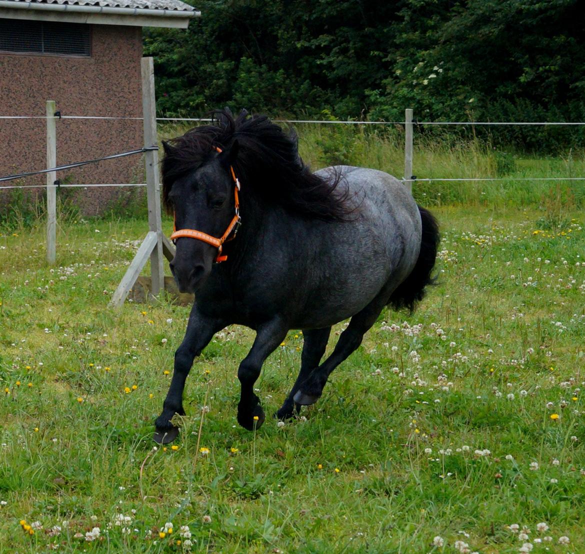 Shetlænder Shazu  billede 9