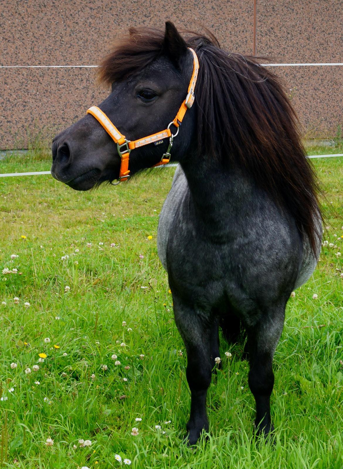 Shetlænder Shazu  billede 5