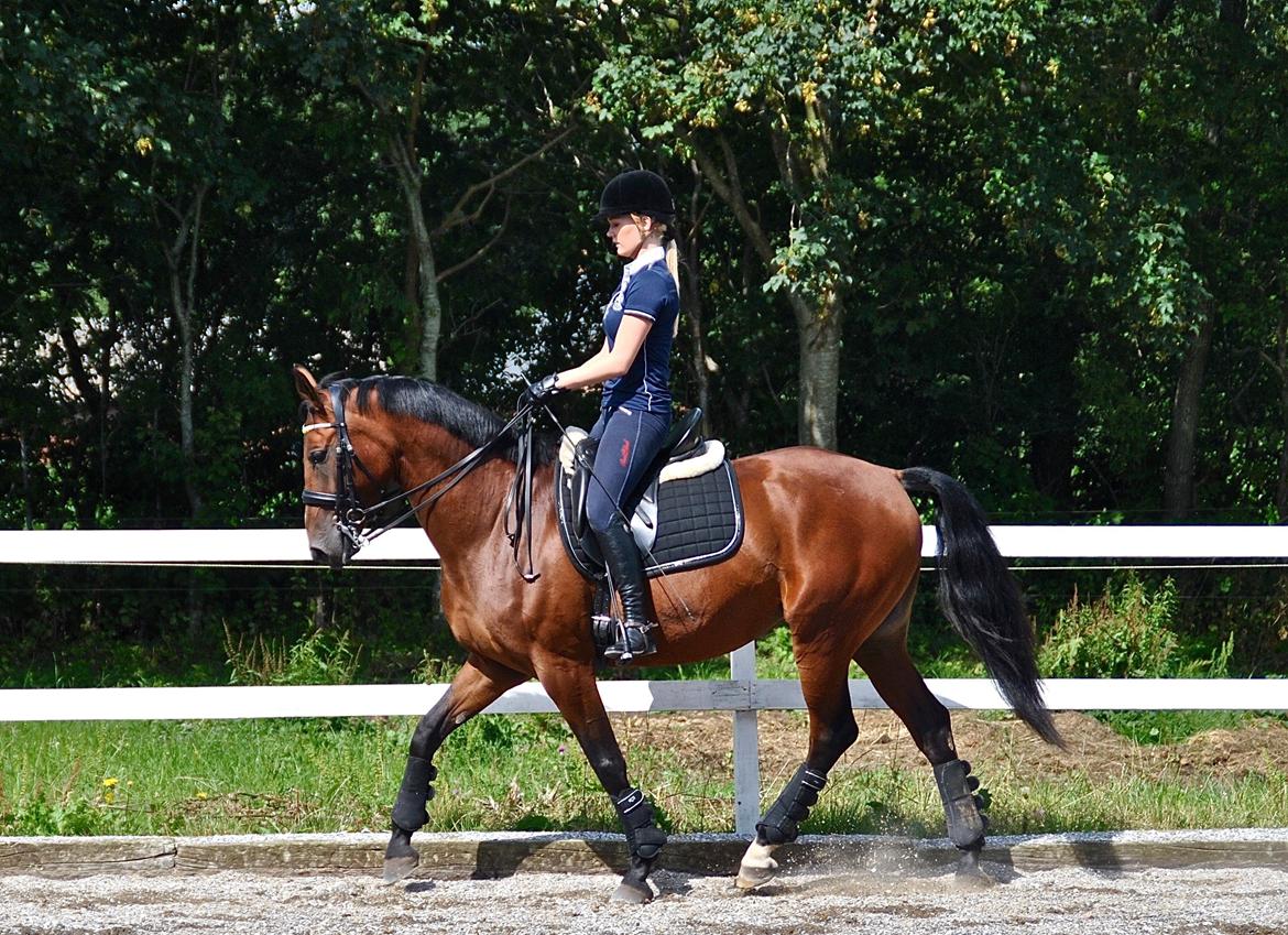 Anden særlig race Hanuzka - træning af mere bæring  billede 26