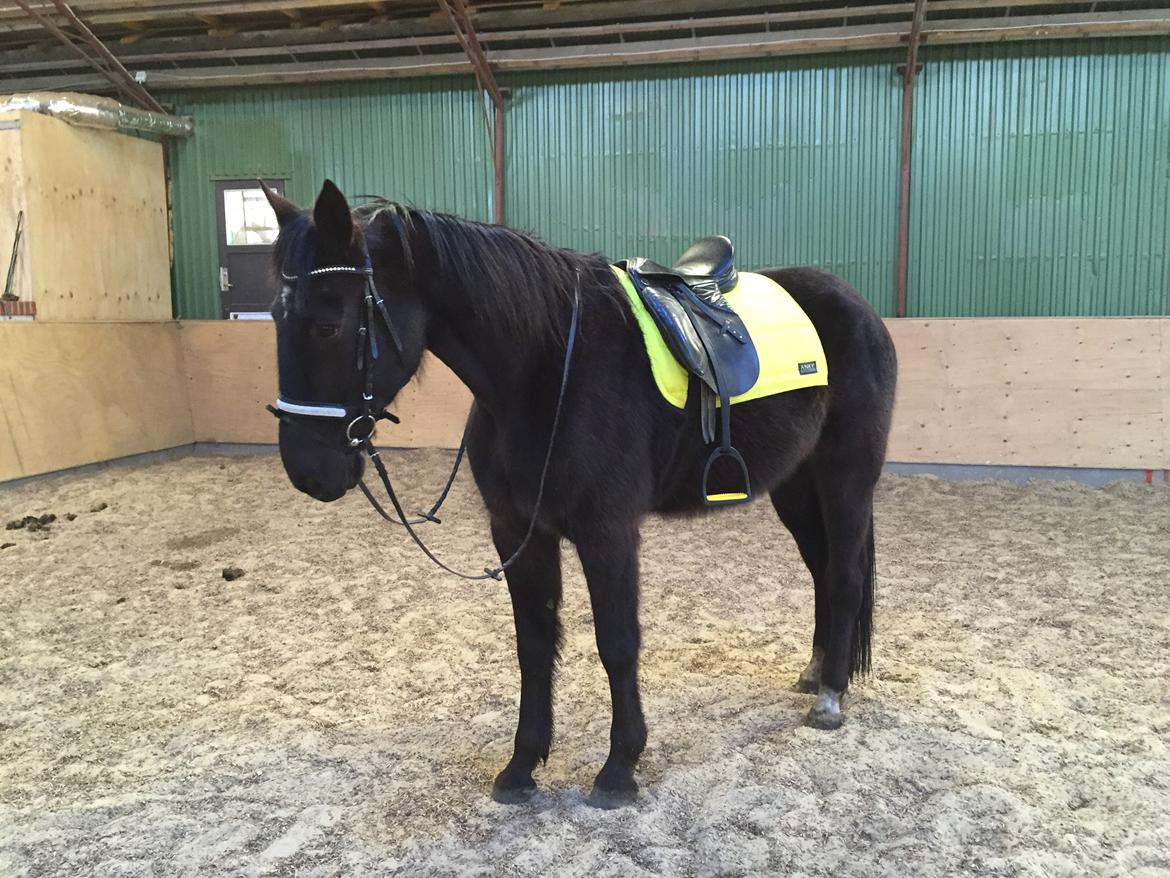 Traver sorte billede 3