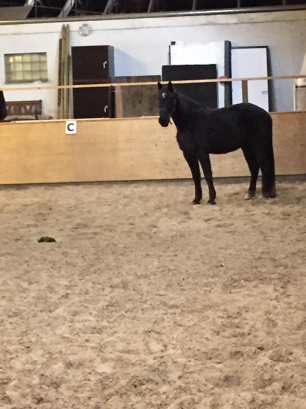 Traver sorte billede 4