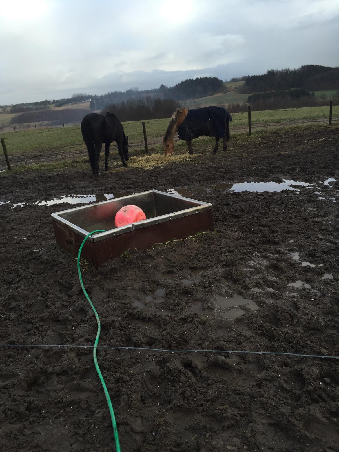 Traver sorte billede 5