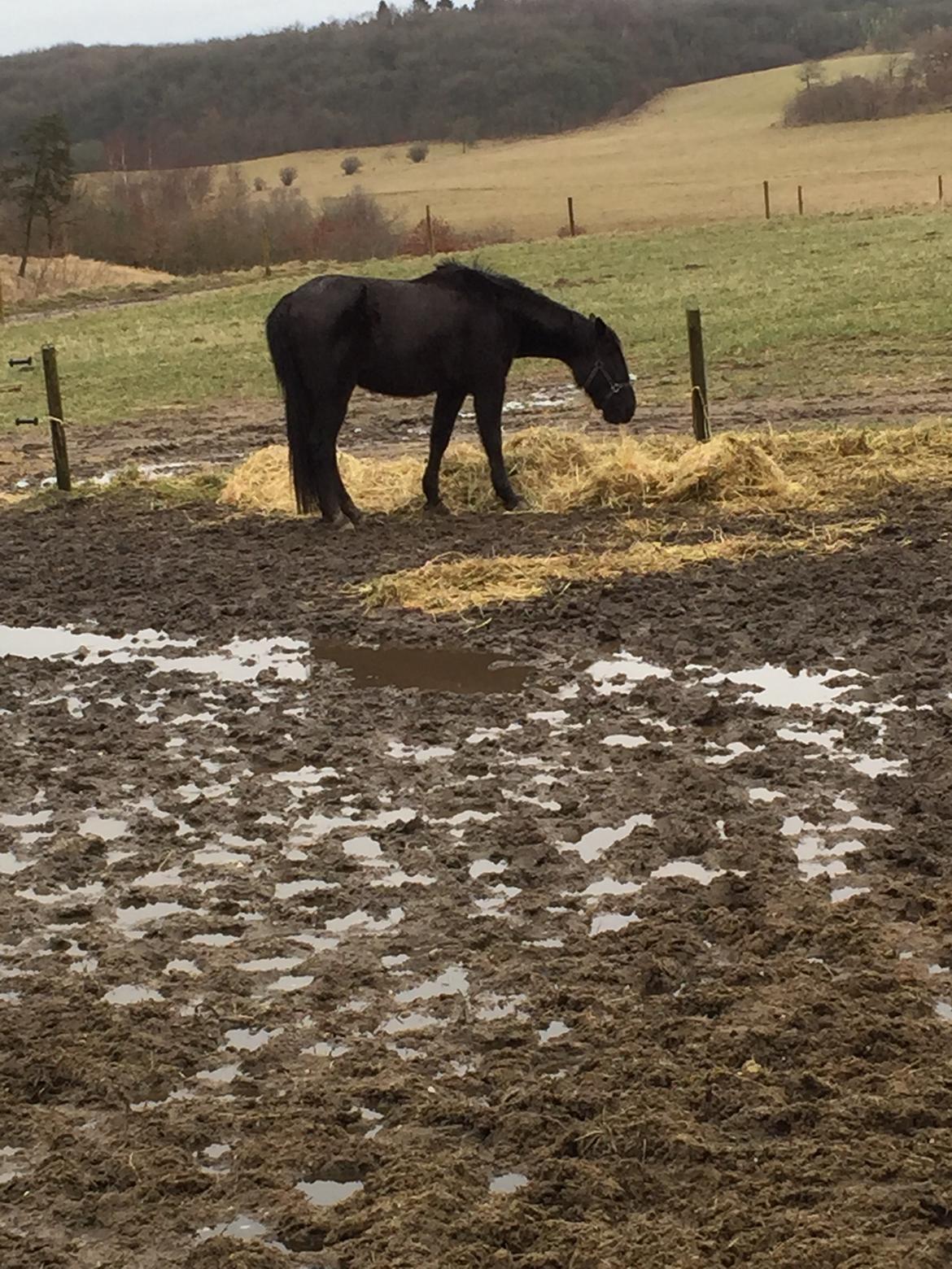 Traver sorte billede 8