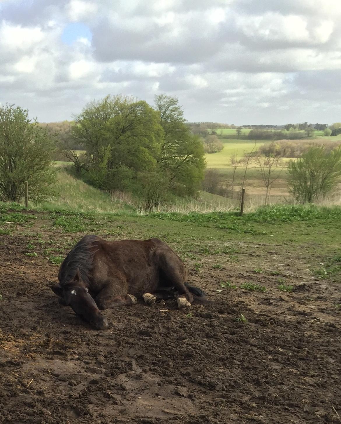 Traver sorte billede 9