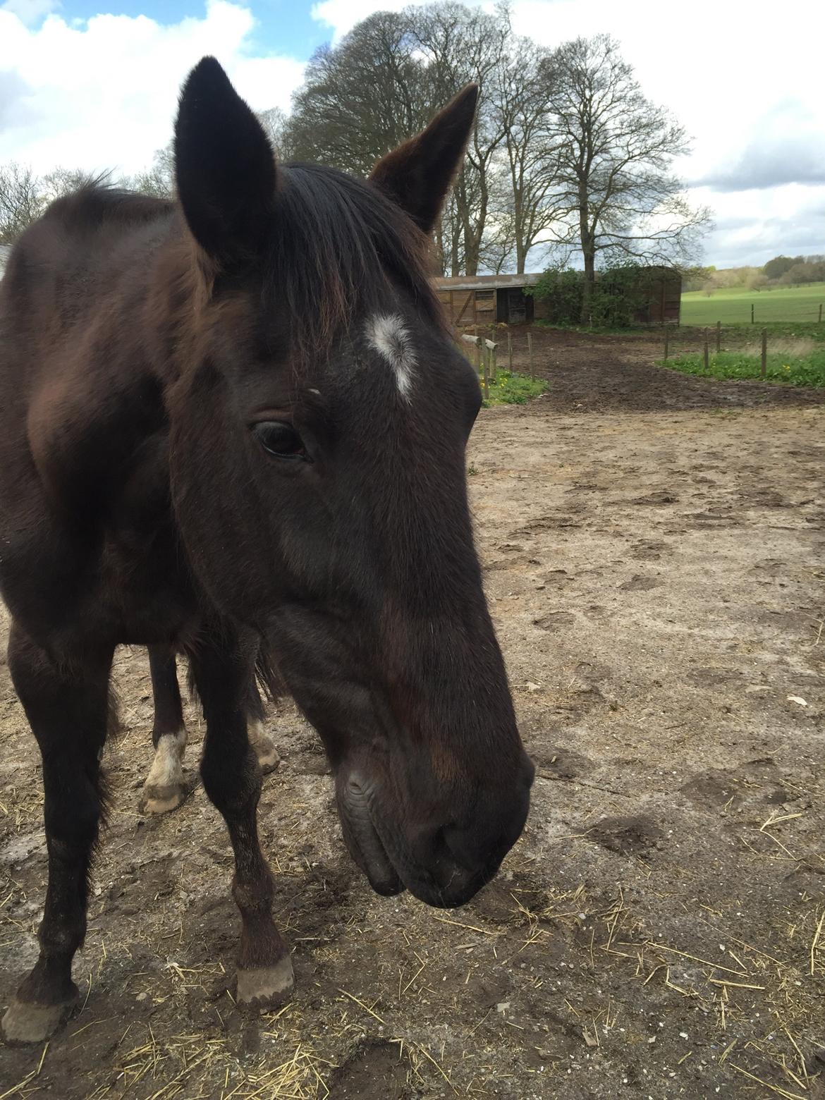 Traver sorte billede 10