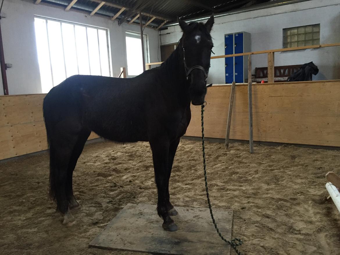 Traver sorte billede 11