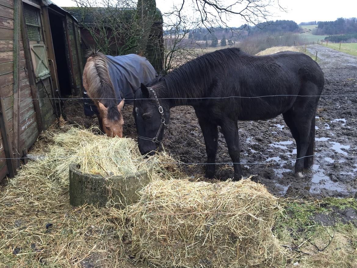 Traver sorte billede 7