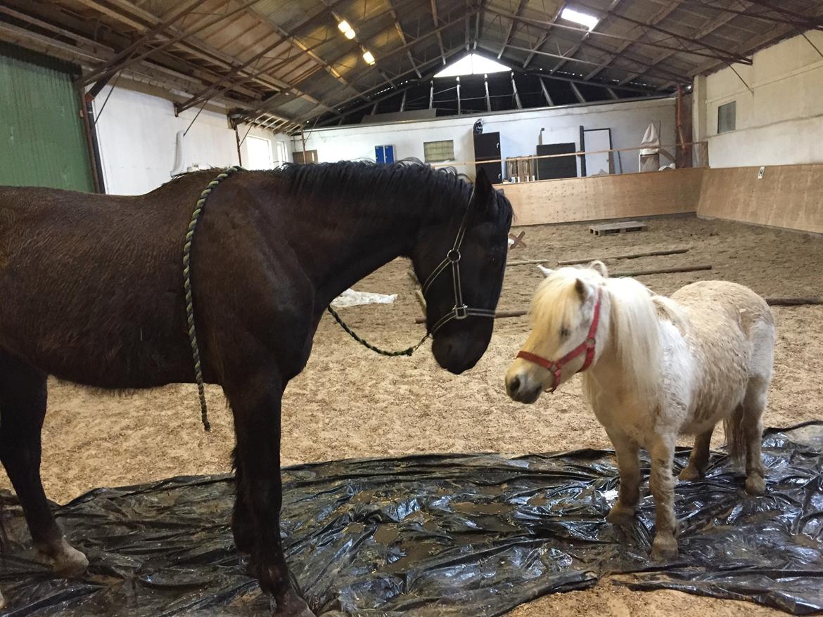 Traver sorte billede 12