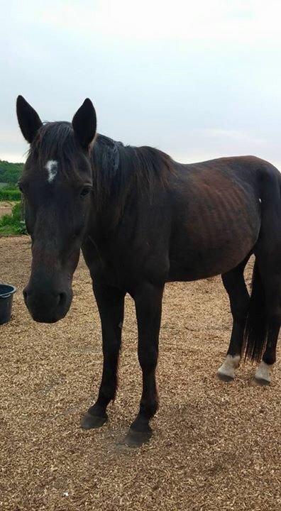 Traver sorte billede 14