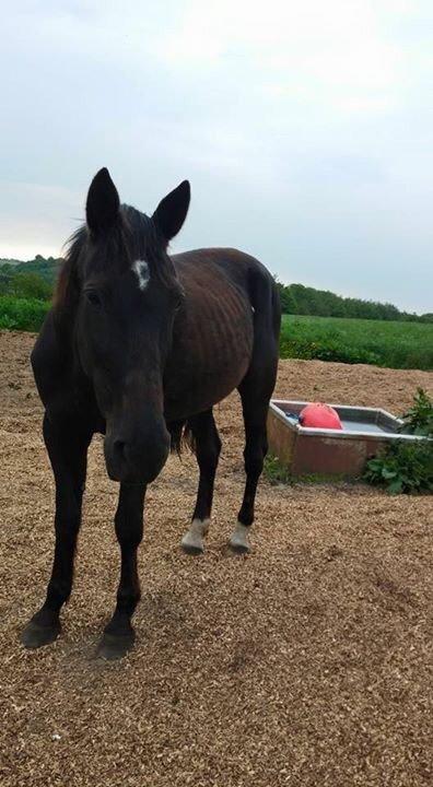 Traver sorte billede 15