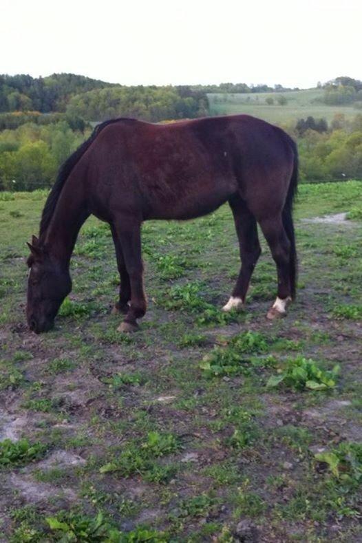 Traver sorte billede 13