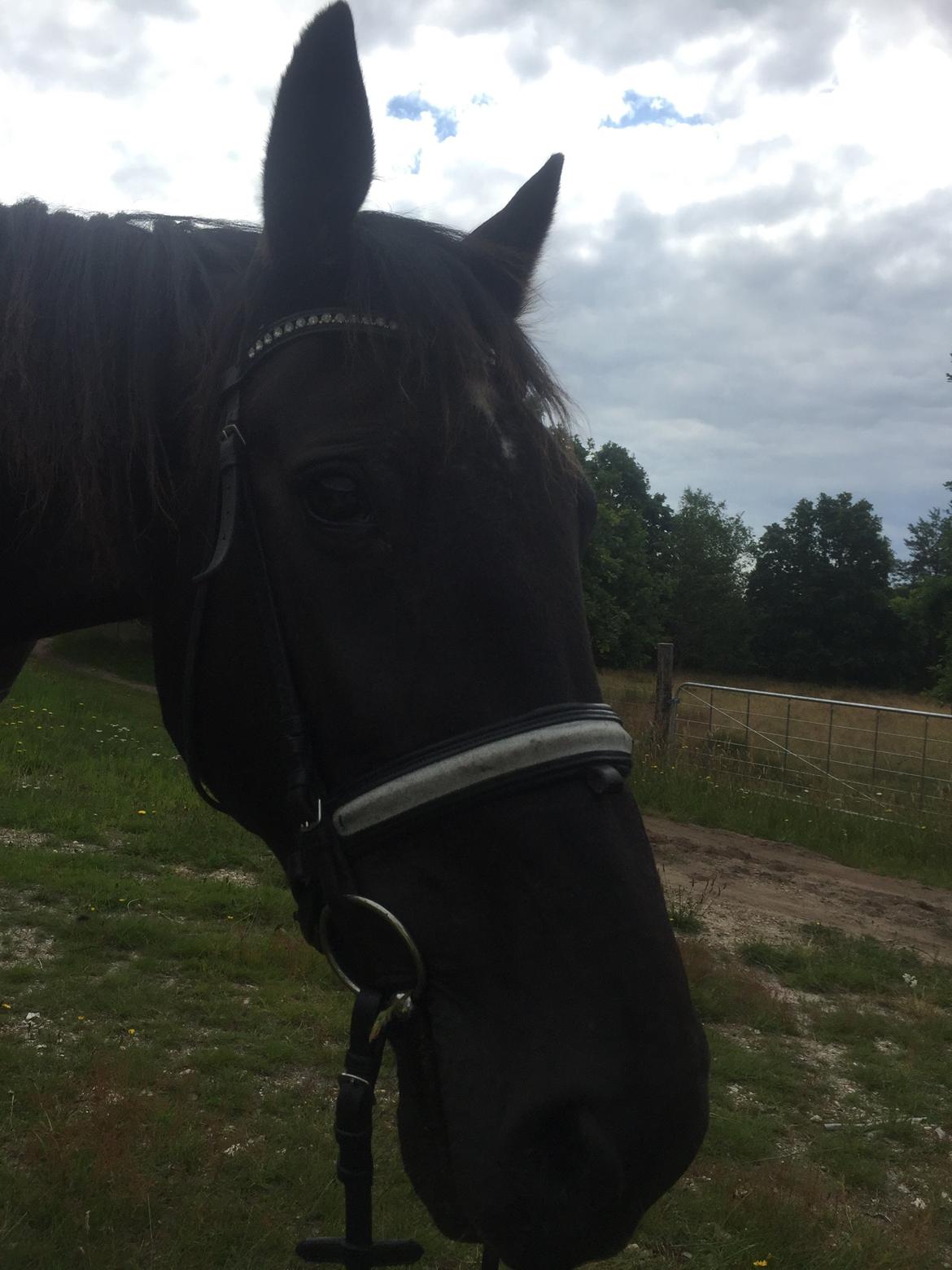 Traver sorte billede 16