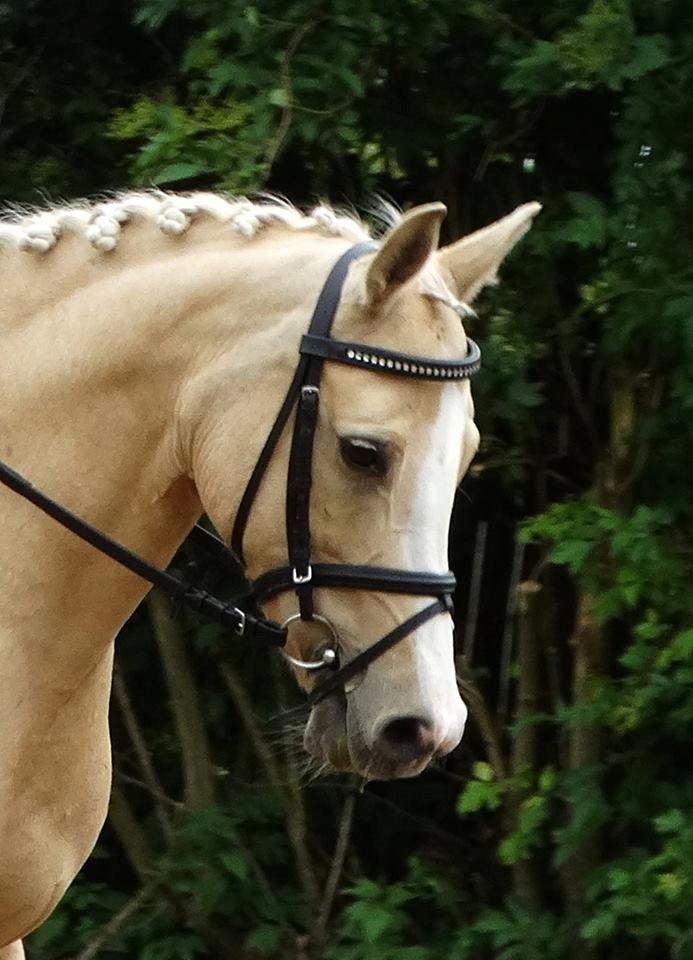 Anden særlig race FREDENS SHEER SILK billede 13