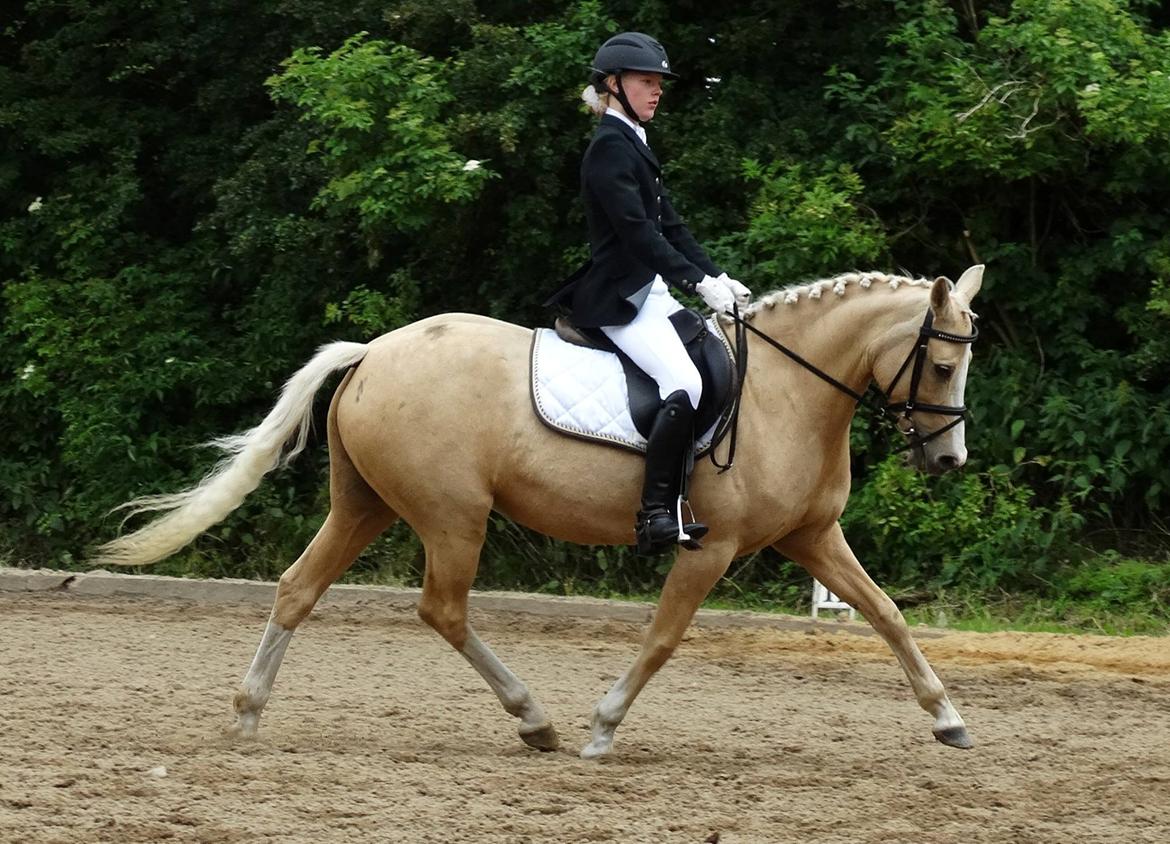 Anden særlig race FREDENS SHEER SILK - 6. plads i holddressur <3 billede 15