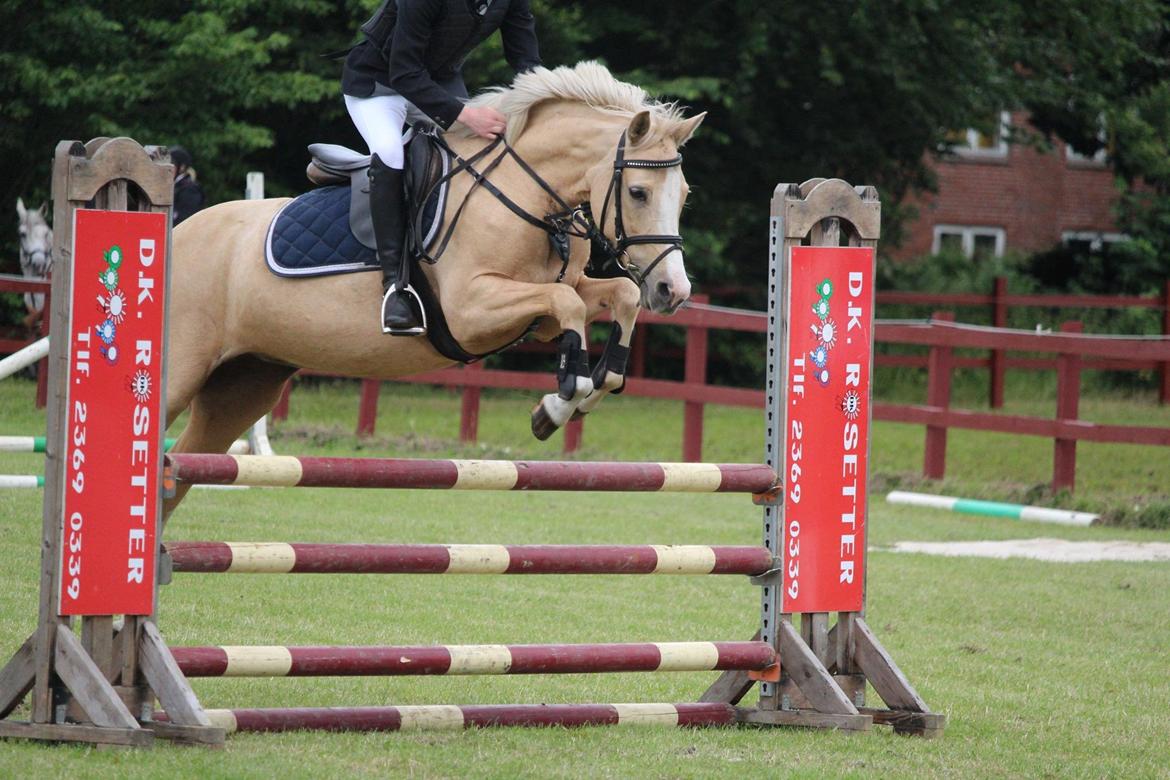 Anden særlig race FREDENS SHEER SILK - 6. plads i LB med en stilkarakter på 9 <3 billede 17
