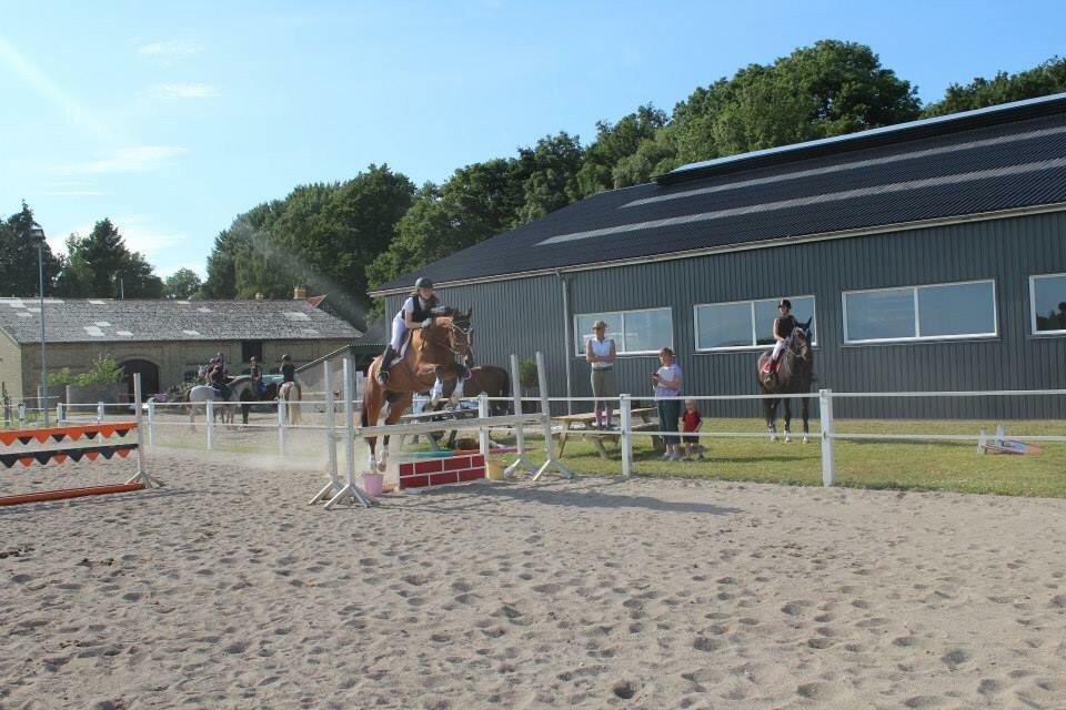 Dansk Varmblod Michigan - LC på Thinggaards ridelejr 2015 billede 20