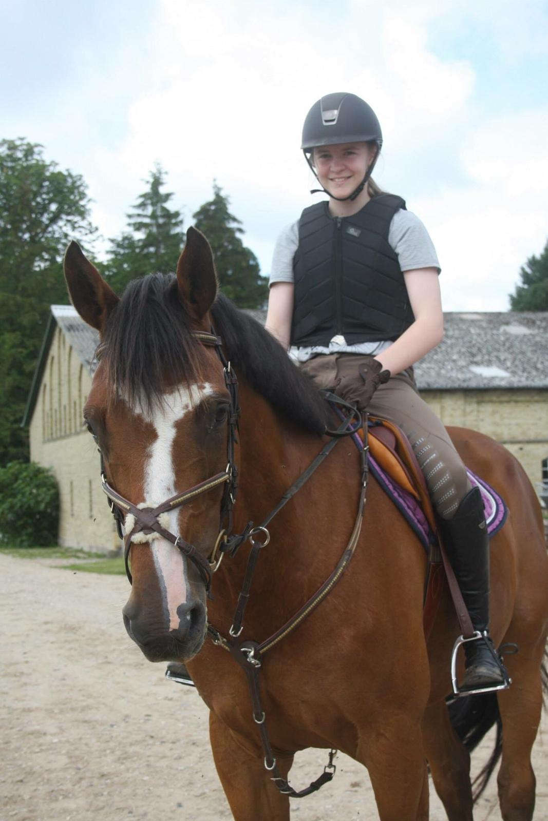 Dansk Varmblod Michigan billede 18