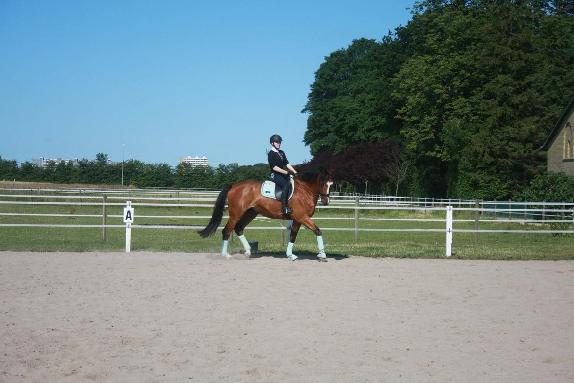 Dansk Varmblod Michigan billede 19