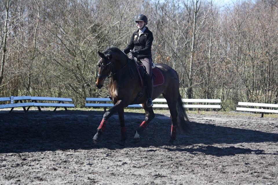 Dansk Varmblod Logo's Duchette billede 2