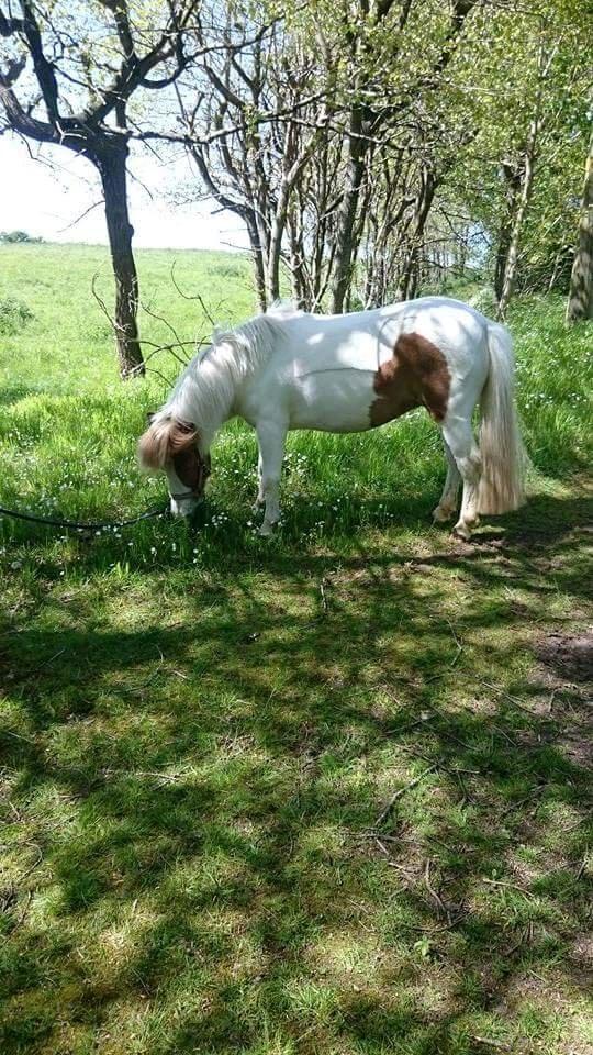 Anden særlig race Lille My *solgt* billede 18
