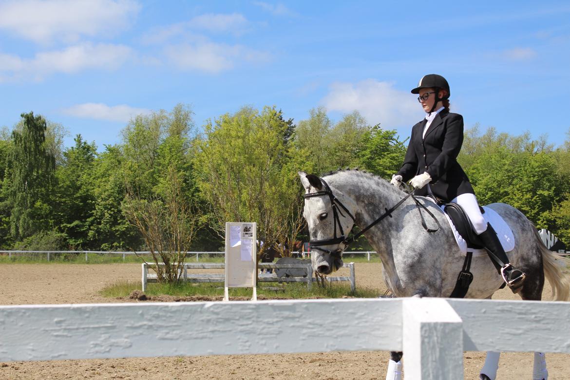 Anden særlig race Leonardo Søblink (Leo) billede 2