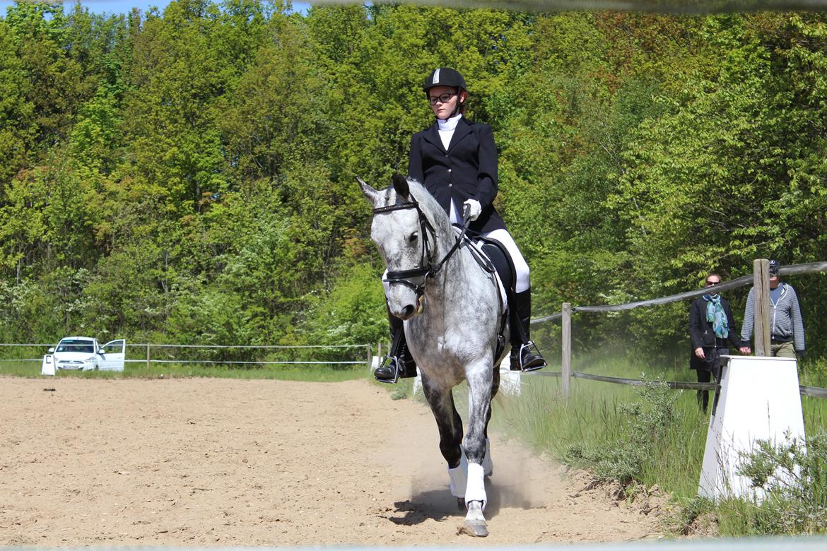 Anden særlig race Leonardo Søblink (Leo) billede 3