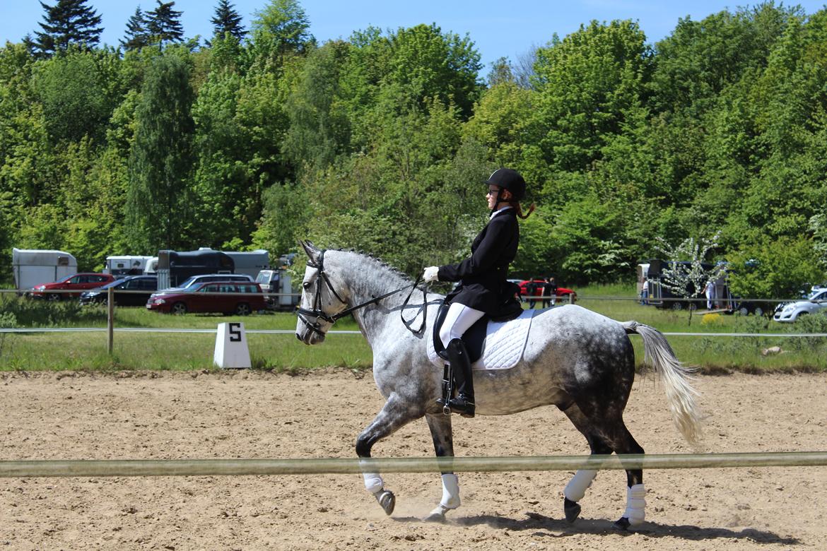 Anden særlig race Leonardo Søblink (Leo) billede 4