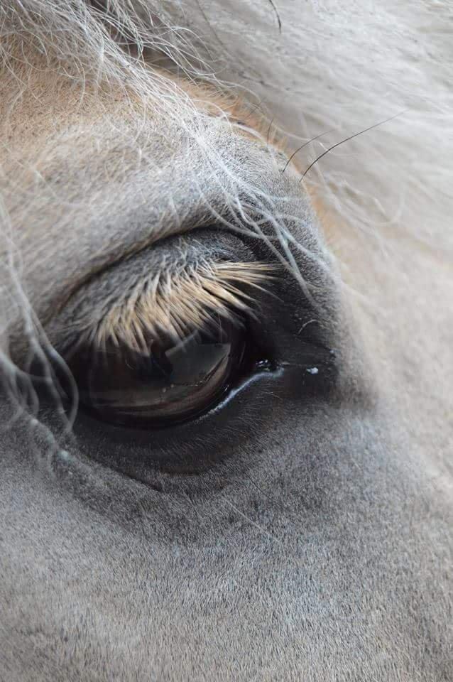 Fjordhest Bastian billede 6