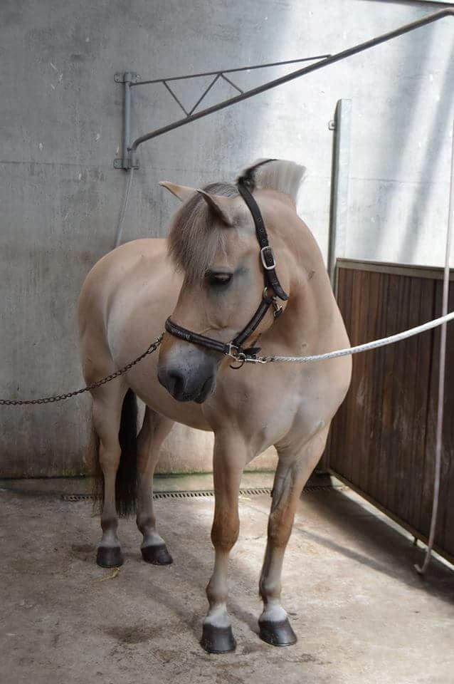 Fjordhest Bastian - På eor juli 15 billede 7