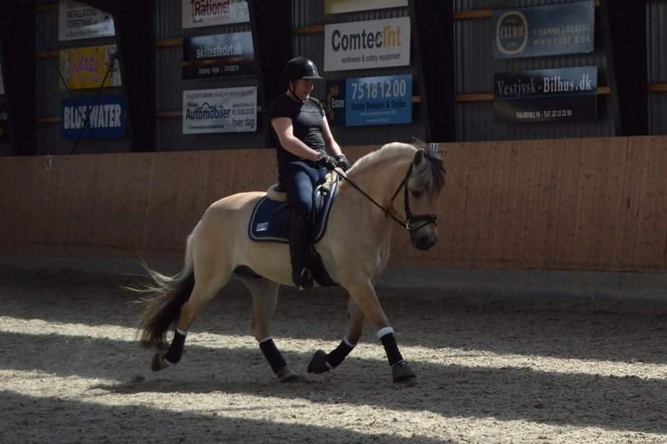 Fjordhest Bastian - På eor juli 15 billede 9